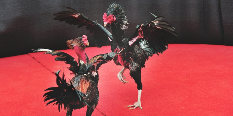 Để chiến thắng cần có chiến thuật thông minh và quản lý nguồn vốn